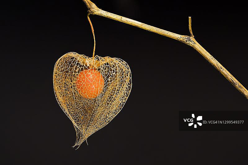 灯笼果（酸浆），犹太樱桃的萼片和果实网状结构，德国黑森州图片素材