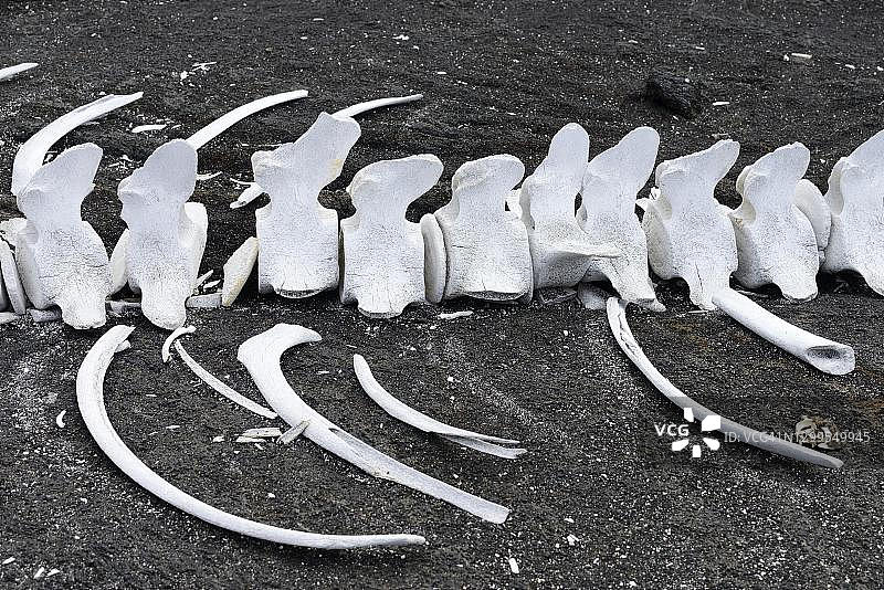 海滩上的鲸鱼骨骼：费尔南迪纳岛，加拉帕戈斯群岛，厄瓜多尔图片素材