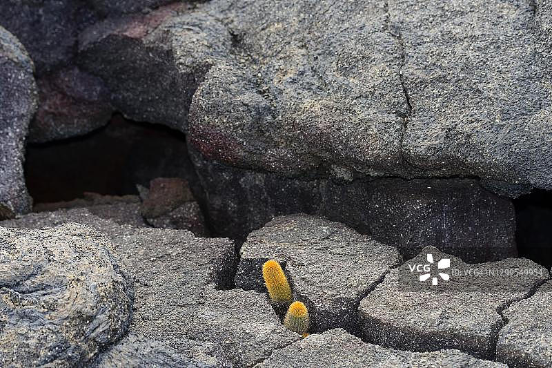 熔岩仙人掌，费尔南迪纳岛，加拉帕戈斯群岛，厄瓜多尔图片素材