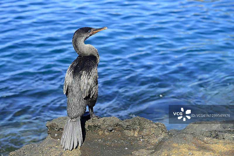 不会飞的鸬鹚（Phalacrocorax harrisi），塔古斯湾，伊莎贝拉岛，加拉帕戈斯群岛，厄瓜多尔图片素材