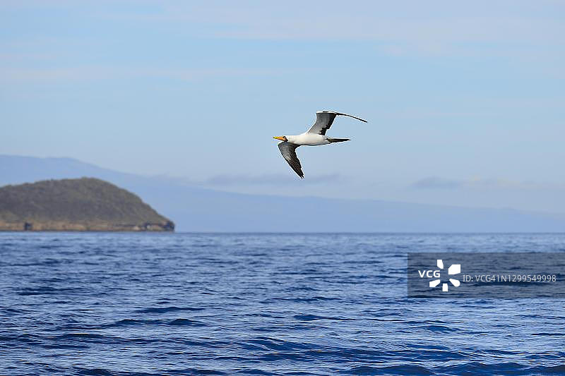 加拉帕戈斯群岛的纳斯卡鲣鸟图片素材