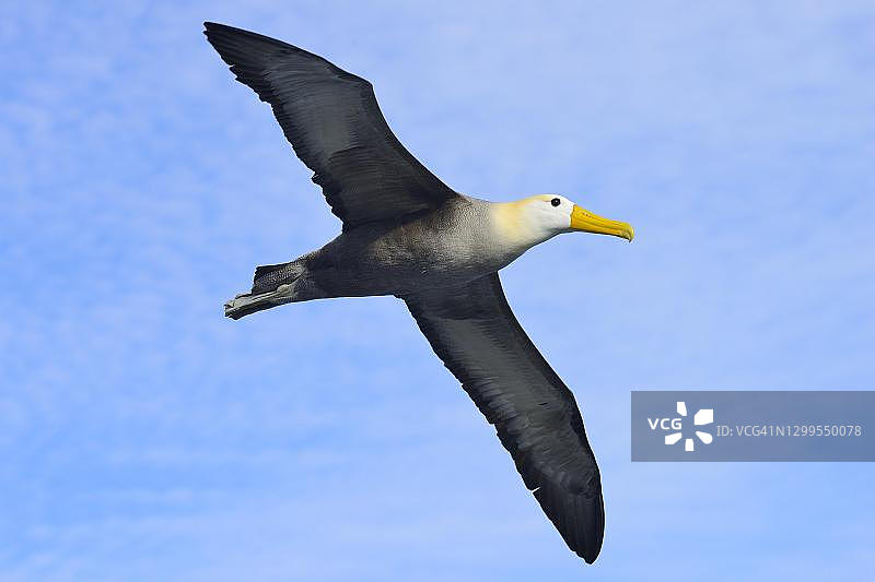 加拉帕戈斯信天翁飞行，厄瓜多尔图片素材