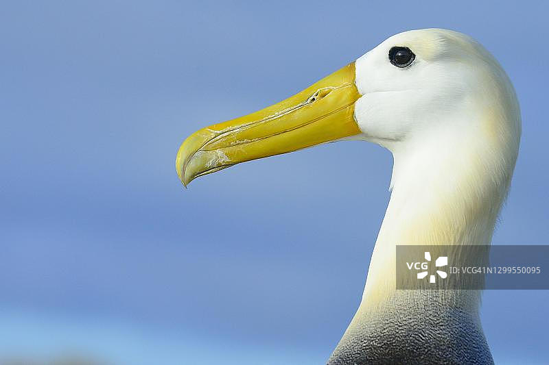 波纹信天翁，埃斯帕尼奥拉岛，加拉帕戈斯群岛，厄瓜多尔图片素材