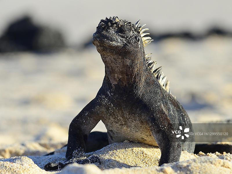 加拉帕戈斯圣克鲁斯岛巴查斯海滩上的海洋鬣蜥图片素材