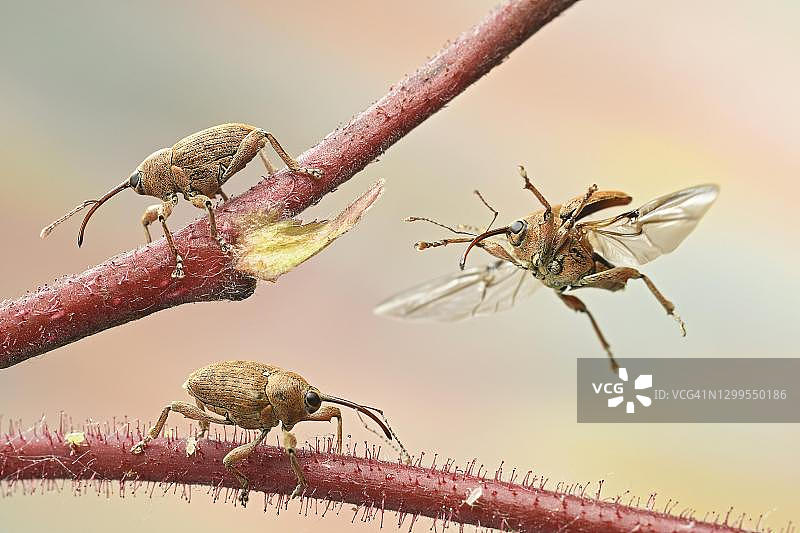 榛树枝上的胡桃象鼻虫，德国图片素材