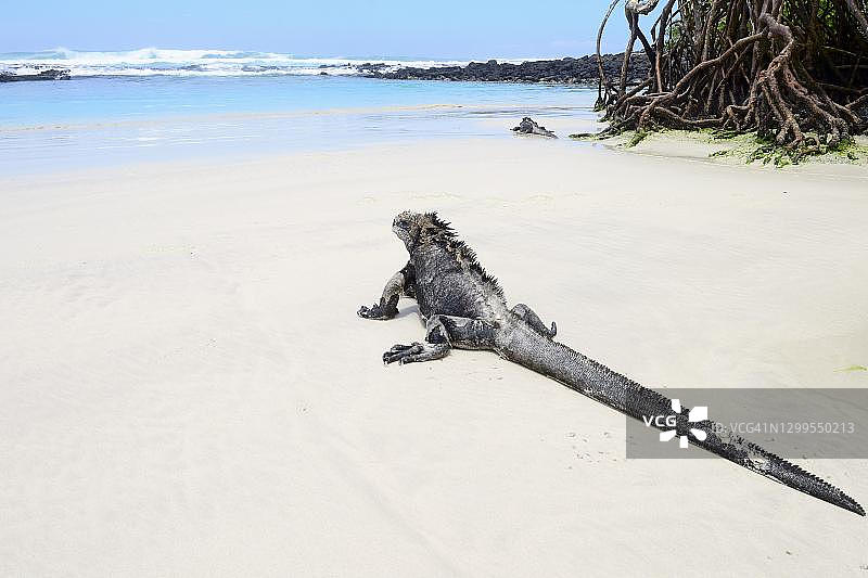 海鬣蜥，在托图加湾的白色海滩，圣克鲁斯岛，加拉帕戈斯群岛，厄瓜多尔图片素材