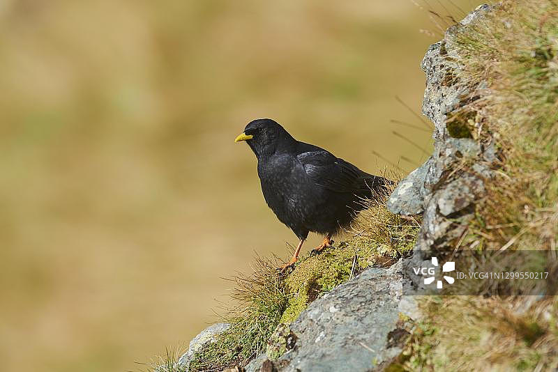 奥地利高地陶恩国家公园的红嘴山鸦图片素材