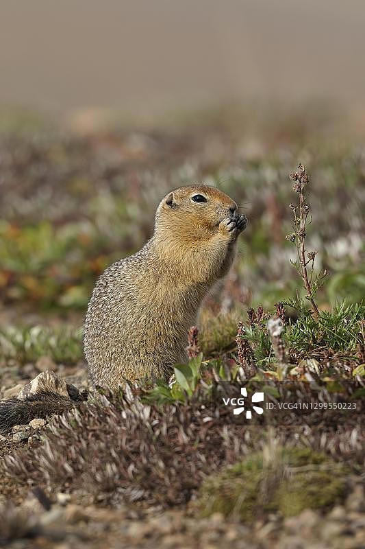 直立吃植物种子的北极地松鼠，德纳里国家公园，美国阿拉斯加州图片素材