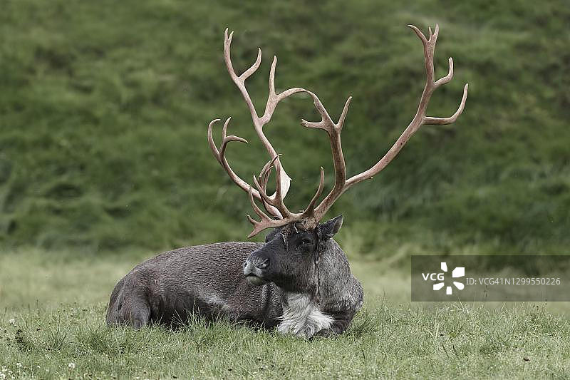 在阿拉斯加凯奈半岛草地上休息的林地驯鹿图片素材