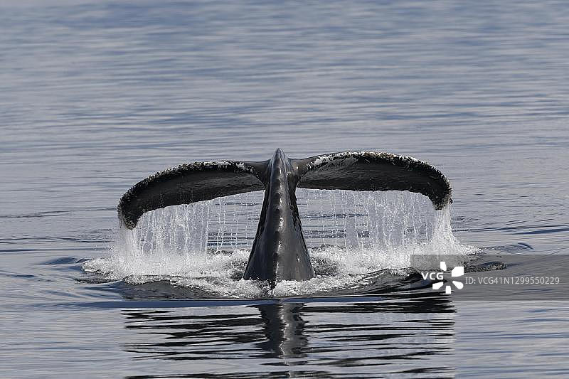 弓头鲸露出尾叶（美国阿拉斯加内陆航道）图片素材