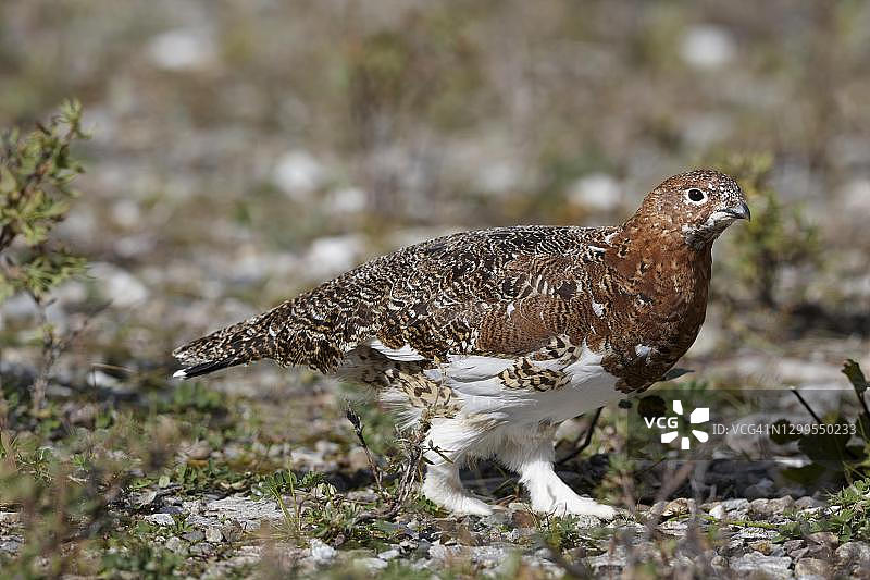 阿拉斯加州德纳里国家公园冻原中的雷鸟（Lagopus muta）图片素材