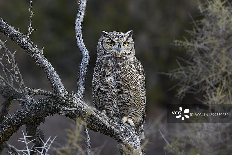 树枝上的麦哲伦角鸮（阿根廷瓦尔德斯半岛蓬塔诺尔特）图片素材