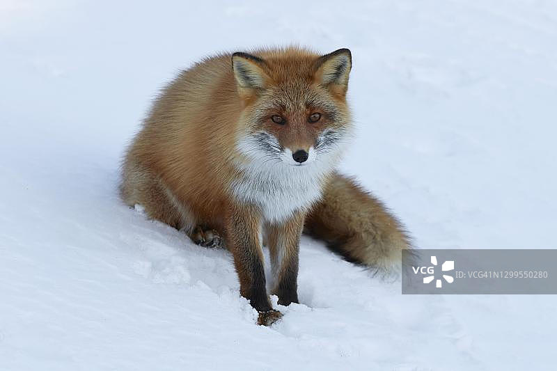 虾夷赤狐（Vulpes vulpes schrencki），日本北海道野付半岛雪景图片素材