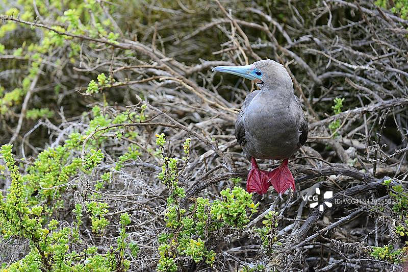 红脚鲣鸟，圣克里斯托瓦尔岛，加拉帕戈斯群岛，厄瓜多尔图片素材