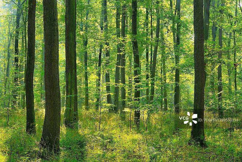 阳光橡树林，弗莱辛丁格霍恩扎格，萨克森-安哈特，德国图片素材