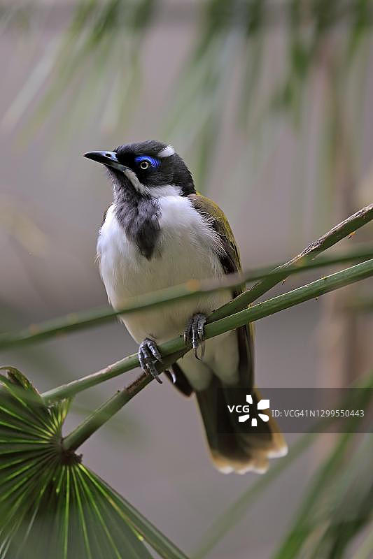 成年蓝脸蜜鸟栖息在棕榈叶上，位于南澳大利亚袋鼠岛图片素材