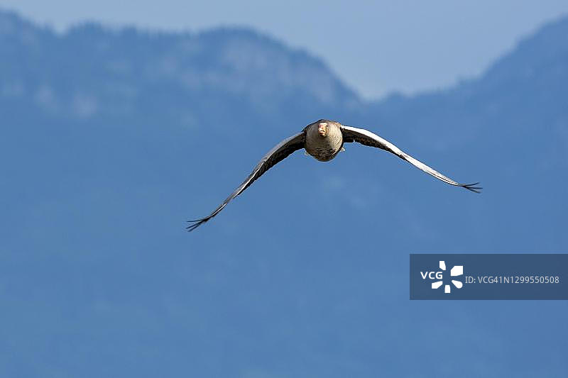奥地利福拉尔贝格州正面飞来的灰雁图片素材