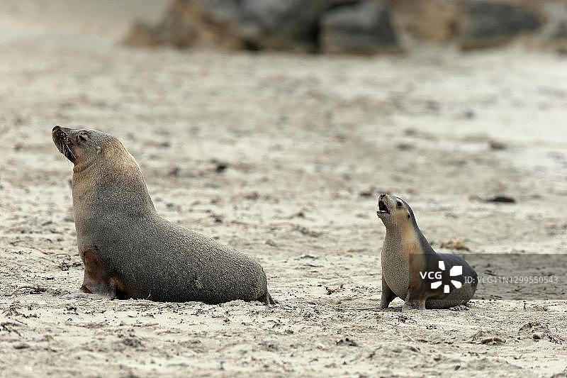 海豹湾保护公园沙滩上带着幼崽的成年澳大利亚海狮图片素材