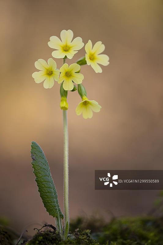德国的开花报春花（Primula veris）图片素材
