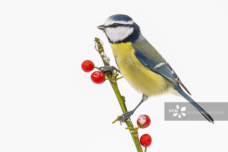 蓝山雀在冬日里红色浆果的树枝上，德国图片素材