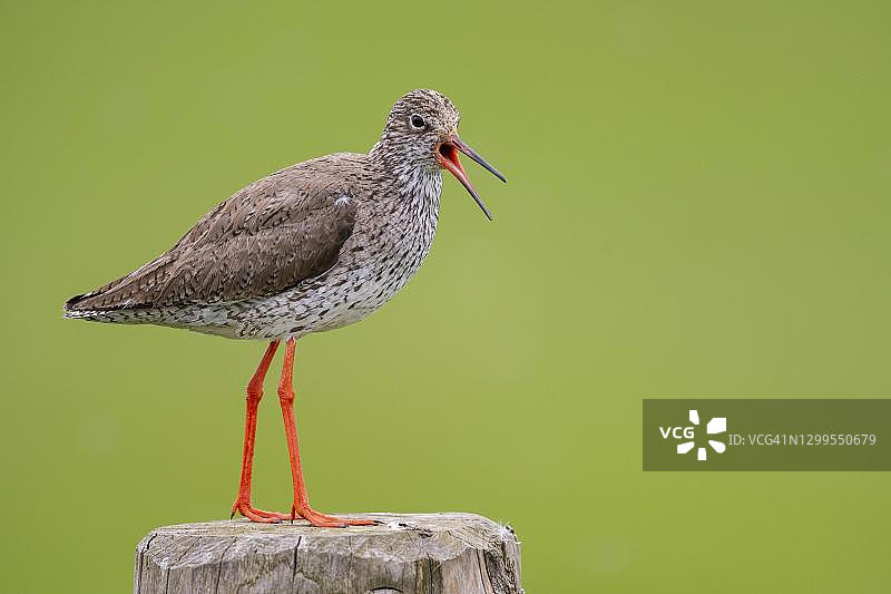 在德国牧场阶梯上鸣叫的红脚鹬图片素材