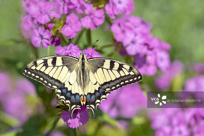 奥地利布尔根兰，燕尾蝶停留在须苞石竹上图片素材