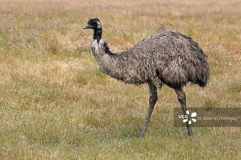 袋鼠岛上的成年鸸鹋图片素材