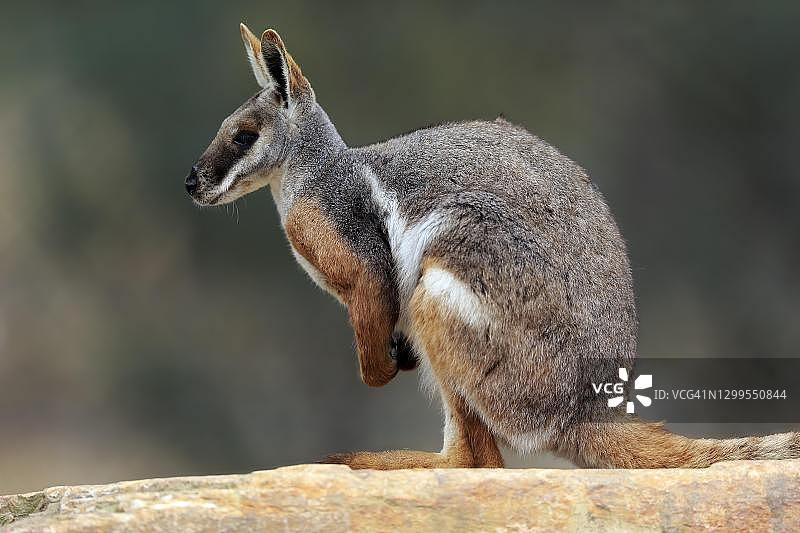 在澳大利亚南部岩石上保持警惕的成年黄脚岩袋鼠图片素材