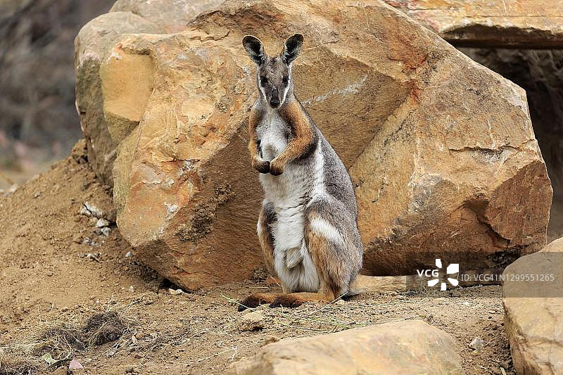 黄脚岩袋鼠，成年个体，警觉地站在岩石前，南澳大利亚图片素材