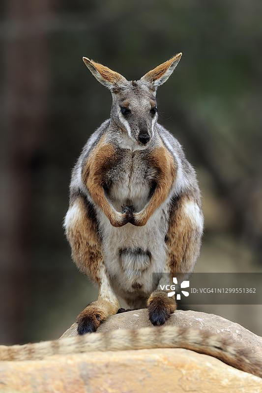 南澳大利亚的黄脚岩袋鼠图片素材