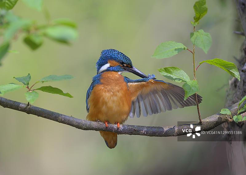 普通翠鸟（Alcedo atthis）在自然栖息地梳理羽毛，德国巴登-符腾堡州多瑙河洪泛区图片素材