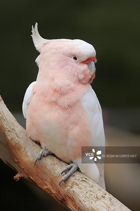 leadbeateri），成鸟，栖息在新南威尔士州树枝上图片素材