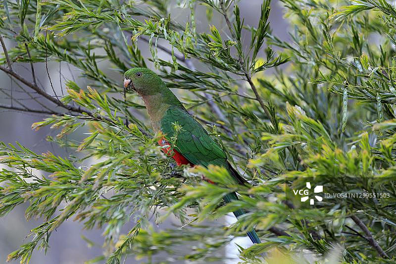 澳大利亚国王鹦鹉幼鸟（雌性）在新南威尔士的树上觅食图片素材