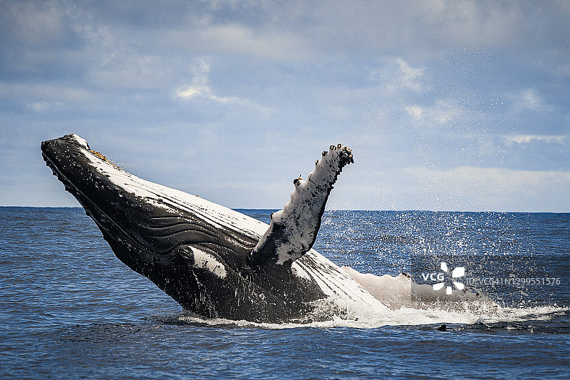 座头鲸跃出水面特写图片素材