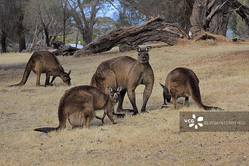 袋鼠岛灰袋鼠，成年、雄性、雌性、幼年个体群，南澳大利亚图片素材