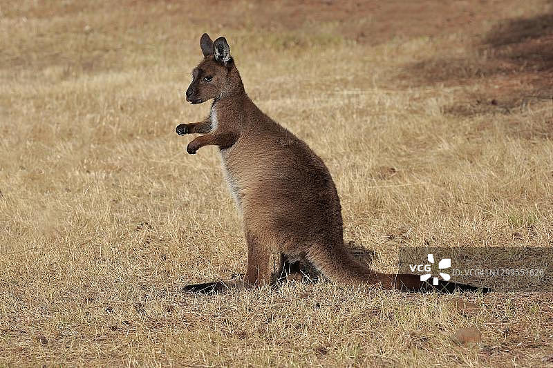 袋鼠岛灰袋鼠幼崽，警觉，澳大利亚南袋鼠岛图片素材