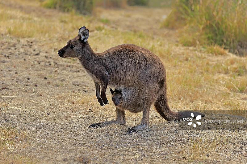 南澳大利亚袋鼠岛灰袋鼠，带幼崽的雌性袋鼠图片素材