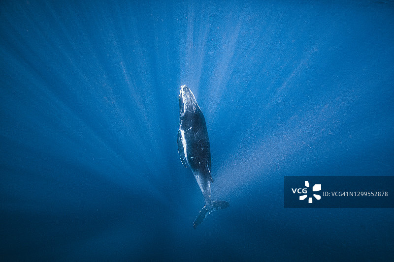 座头鲸游向开阔的蓝色海洋表面图片素材