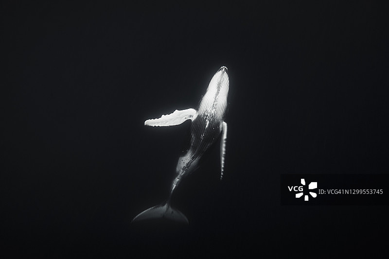 黑白照片：座头鲸在海面下的舞动图片素材