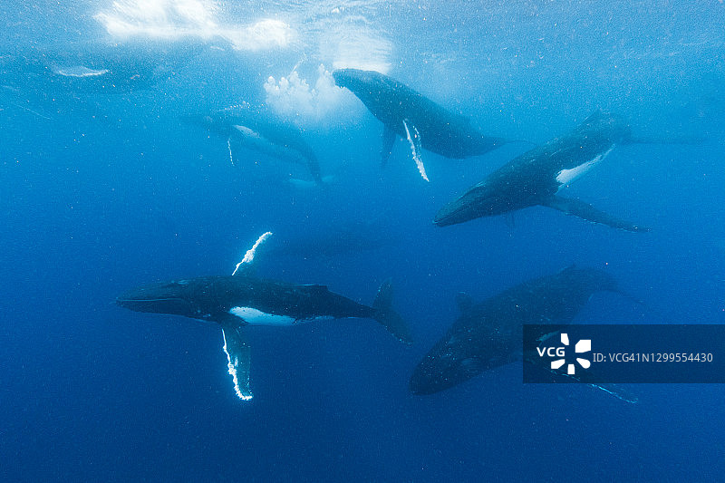 座头鲸群畅游于蓝色海洋中图片素材