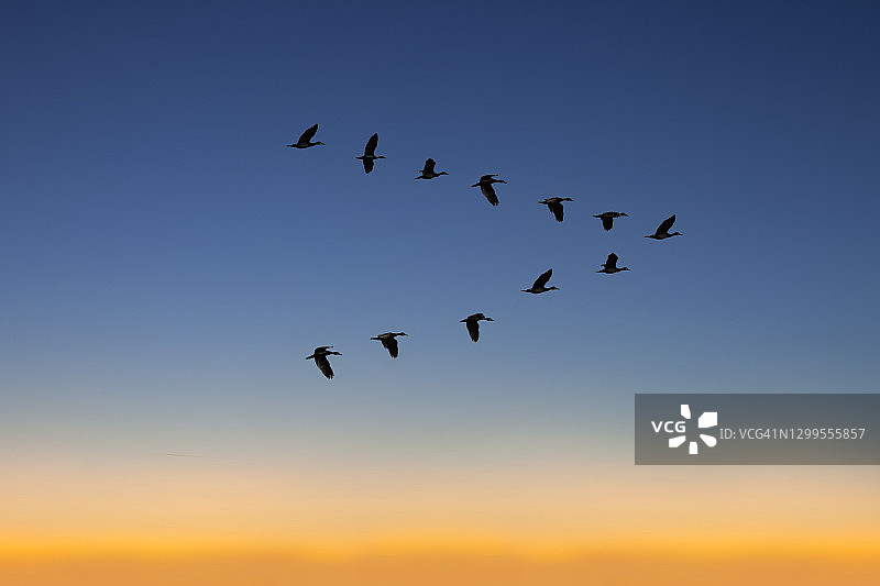 日落时分飞翔的鹅群图片素材