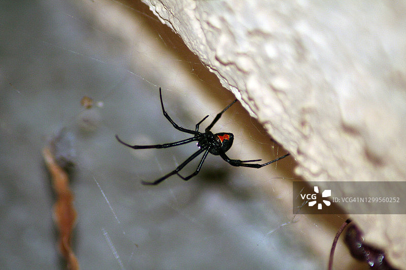 黑寡妇蜘蛛与蟑螂图片素材