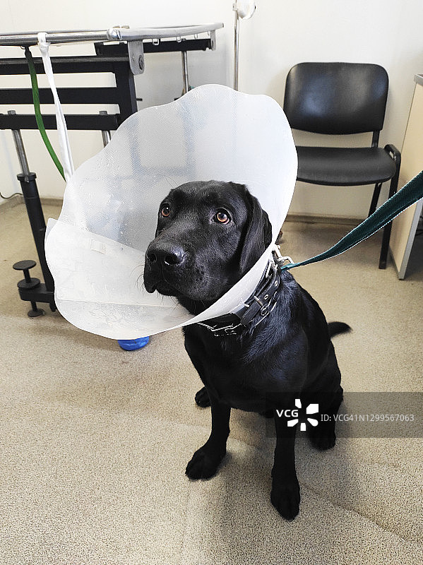 戴着保护项圈的黑色拉布拉多寻回犬图片素材