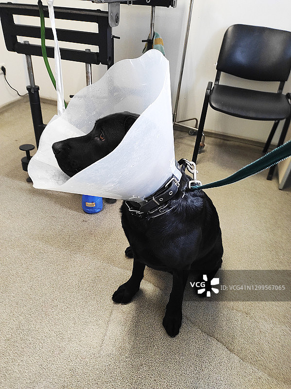 戴着保护项圈的黑色拉布拉多寻回犬图片素材