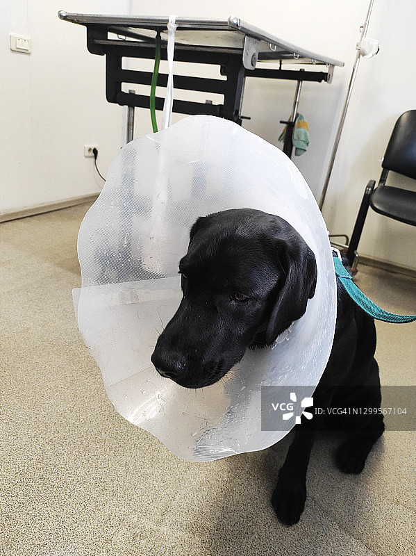 戴着保护项圈的黑色拉布拉多寻回犬图片素材