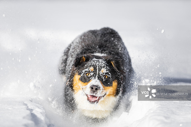 澳大利亚牧羊犬在雪地里玩耍，在意大利伦巴第莱科的森林里跳过树干图片素材