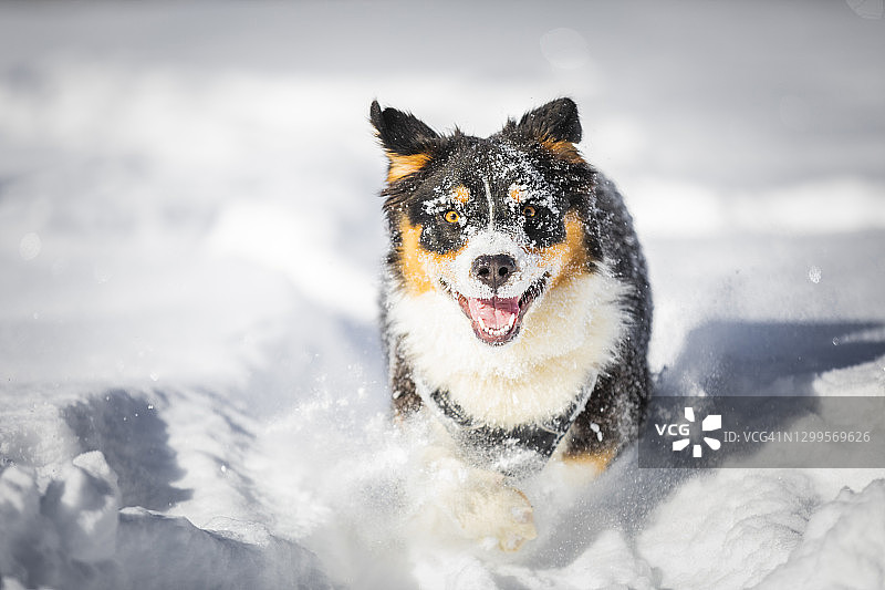 在雪地里奔跑，跳过森林树干的澳大利亚牧羊犬，意大利伦巴第莱科图片素材