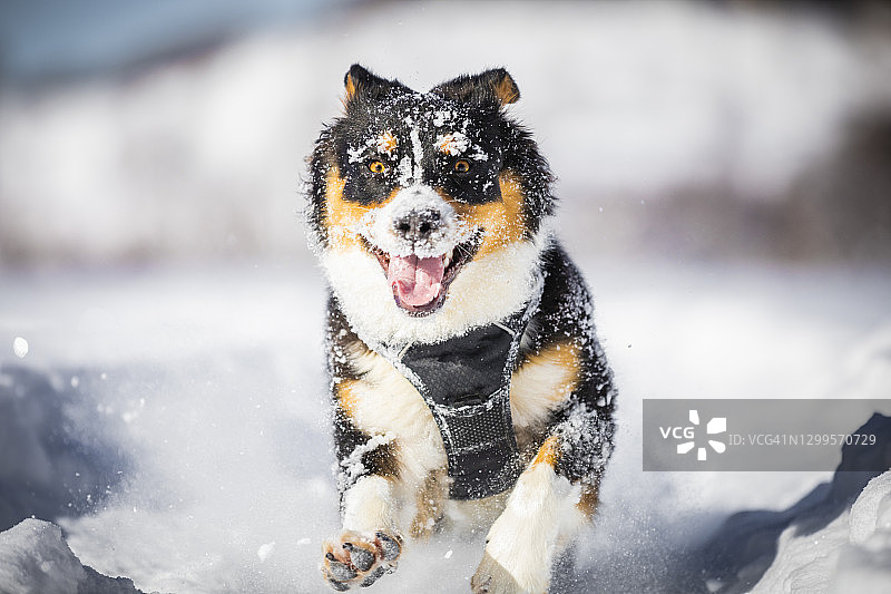 在雪地里玩耍的澳大利亚牧羊犬特写图片素材