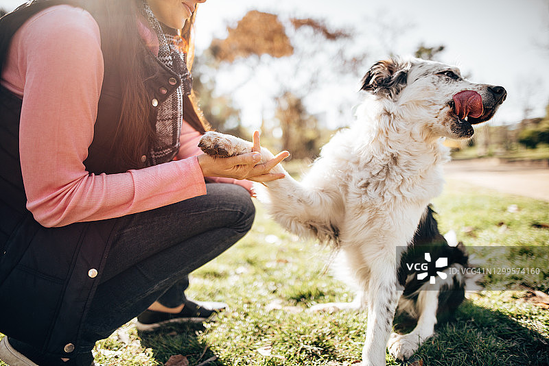公园里的狗狗训练课图片素材
