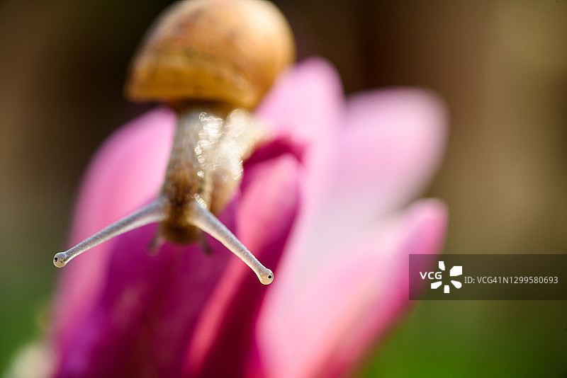 小蜗牛图片素材